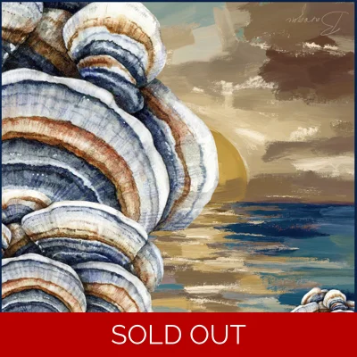 Salty Shells